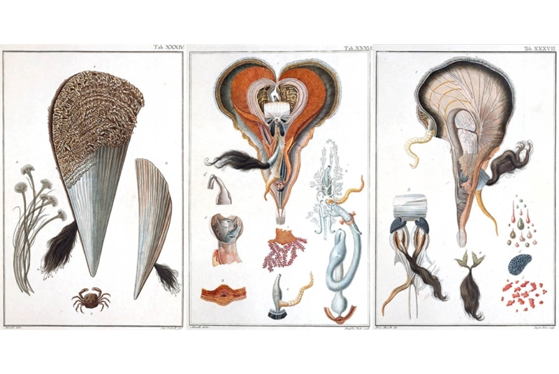 Fig. 17
Giuseppe Saverio Poli, illustrazione
di una Pinna Nobilis in Testacea
utriusque Siciliae eorumque
historia et anatome: tabulis aeneis
illustrata, 1791-1795 (p. 96). Fig. 17
Giuseppe Saverio Poli, illustrazione
di una Pinna Nobilis in Testacea
utriusque Siciliae eorumque
historia et anatome: tabulis aeneis
illustrata, 1791-1795 (p. 96).