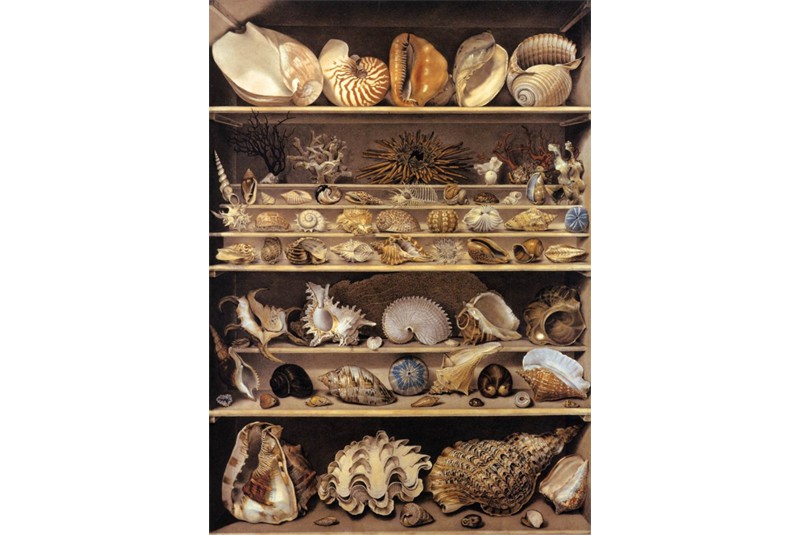 Fig. 18 - Quadro di Alexandre-Isidor Leory
de Barde Selection of shells
arranged on shelfs, 1803-1810. Fig. 18 - Quadro di Alexandre-Isidor Leory
de Barde Selection of shells
arranged on shelfs, 1803-1810.